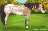 Horse Color:Bay Ice Appaloosa 