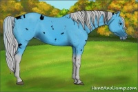 Horse Color:ERROR: UNKNOWN ANOMALY