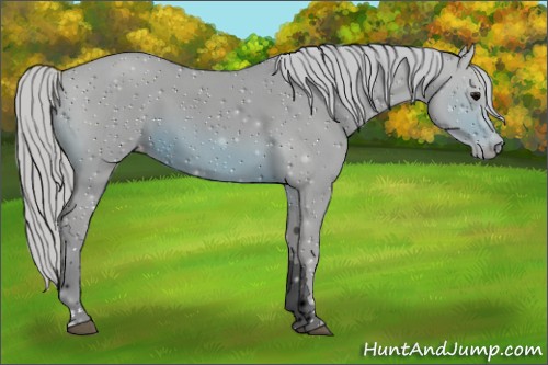 Horse Color:ERROR: UNKNOWN ANOMALY