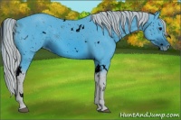 Horse Color:ERROR: UNKNOWN ANOMALY
