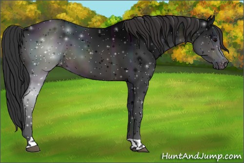 Horse Color:Midnight Brown Appaloosa 