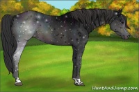 Horse Color:Midnight Brown Appaloosa 