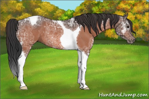 Horse Color:Bay Ice Tobiano Rabicano