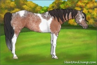 Horse Color:Bay Ice Tobiano Rabicano 