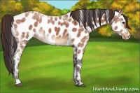 Horse Color:Buckskin Ice Leopard 