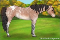 Horse Color:Bay Ice Roan Varnish Rabicano 