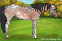 Horse Color:Bay Ice Appaloosa Rabicano 