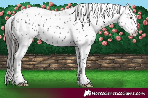 Horse Color:Midnight Liver Chestnut Tobiano Appaloosa