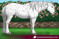 Horse Color:Midnight Liver Chestnut Tobiano Leopard
