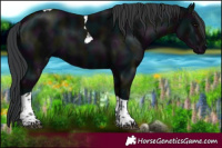 Horse Color:Midnight Black Tobiano 