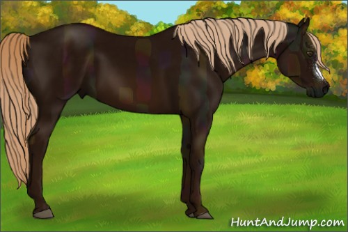 Horse Color:Midnight Chestnut 