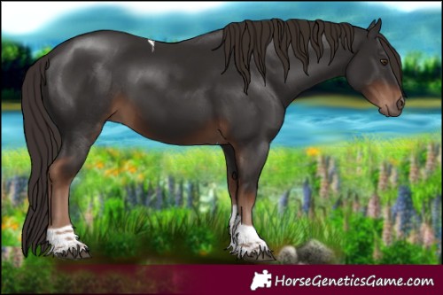 Horse Color:Liver Chestnut Tobiano 