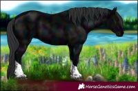 Horse Color:Midnight Black Tobiano 