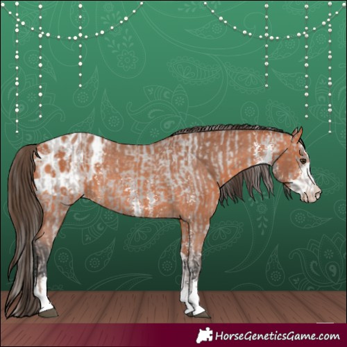 Horse Color:Liver Chestnut Appaloosa  and Bay Sabino Appaloosa Rabicano 