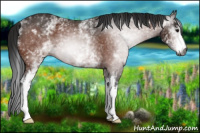 Horse Color:Gray White Spotted Bay 