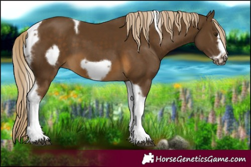 Horse Color:Chocolate Palomino Tobiano Frame