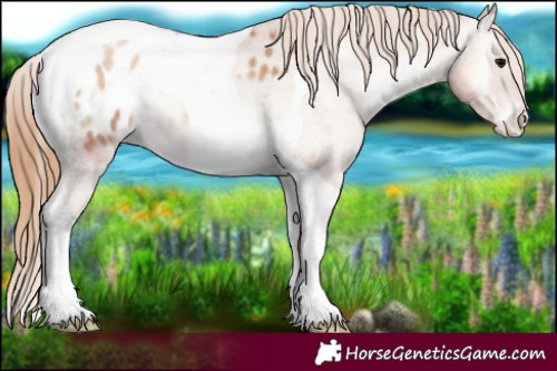 Horse Color:Blue Onyx Pearl Tobiano Appaloosa 