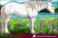 Horse Color:Blue Onyx Pearl Tobiano Appaloosa