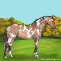 Horse Color:White Spotted Chocolate Bay Dun Rabicano