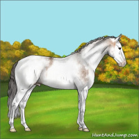 Horse Color:White Spotted Bay Dun Splash 