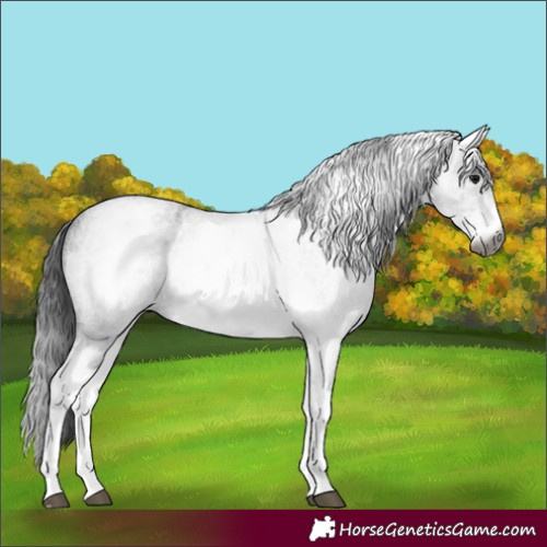 Horse Color:Gray White Spotted Blue Roan 