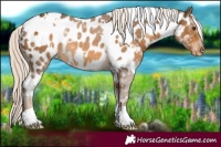 Horse Color:White Spotted Chocolate Palomino Near Leopard 