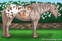 Horse Color:Chestnut Appaloosa 