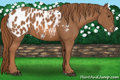 Horse Color:Chestnut Appaloosa