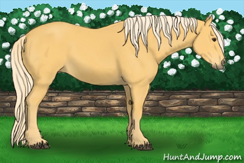 Horse Color:Palomino 