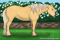 Horse Color:Palomino 