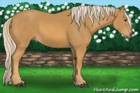 Horse Color:Palomino 