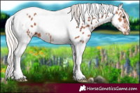 Horse Color:Chocolate Silver Bay Tobiano Near Leopard 