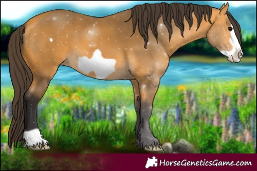 Horse Color:Buckskin Frame 