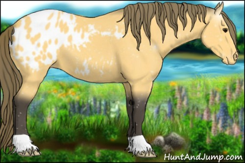 Horse Color:Buckskin Appaloosa