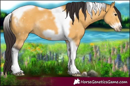 Horse Color:Buckskin Tobiano Frame 