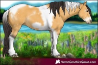 Horse Color:Buckskin Tobiano Frame 