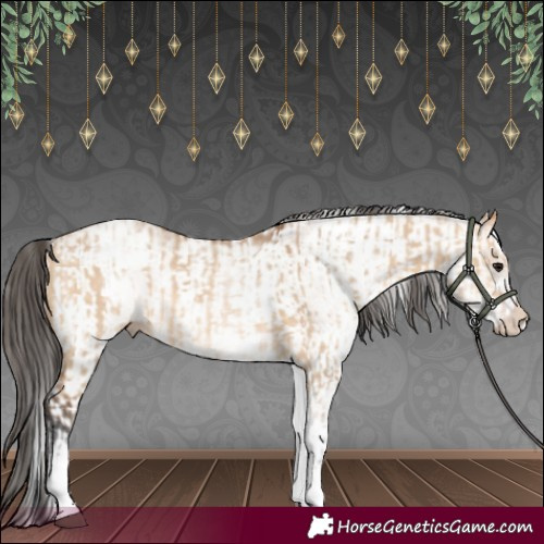 Horse Color:White Spotted Bay Dun Rabicano and White Spotted Bay Dun Rabicano