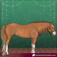 Horse Color:Chestnut  and Chestnut Splash 