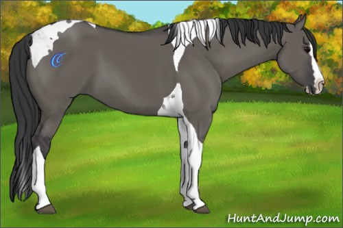 Horse Color:Grullo Splash Tobiano
