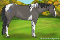 Horse Color:Grullo Splash Tobiano 
