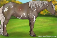 Horse Color:White Spotted Silver Black 