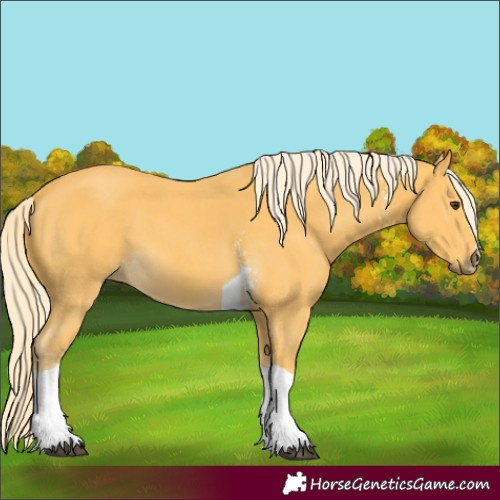 Horse Color:Palomino Sabino Tobiano 