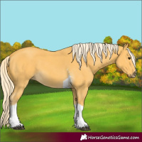 Horse Color:Palomino Sabino Tobiano