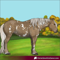 Horse Color:White Spotted Silver Smoky Black