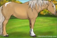 Horse Color:Palomino Sabino Tobiano