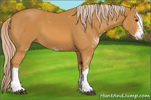 Horse Color:Palomino Sabino