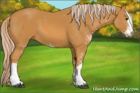 Horse Color:Palomino Sabino