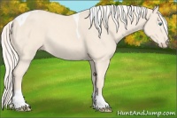 Horse Color:Cremello Sabino Tobiano