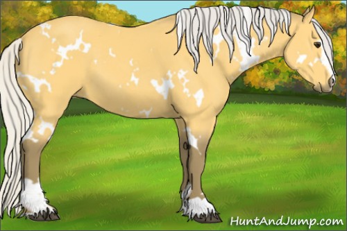 Horse Color:White Spotted Silver Buckskin Sabino 
