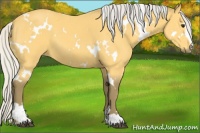 Horse Color:White Spotted Silver Buckskin Sabino